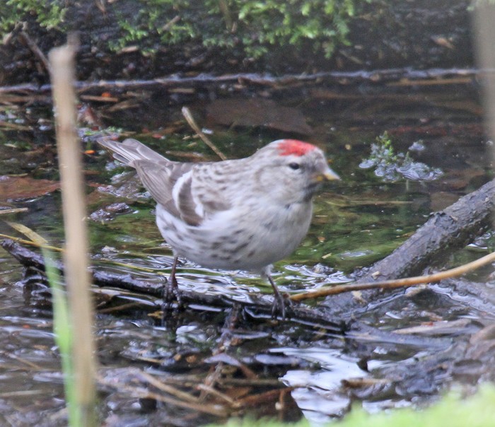 Coues's Arctic Redpoll