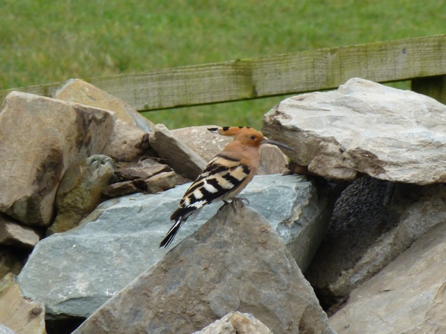 Hoopoe