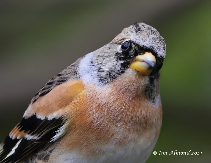 brambling