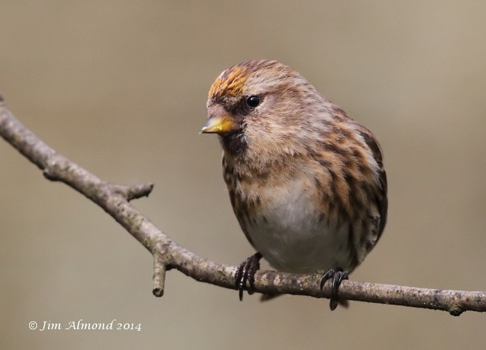 Lesser Redpoll