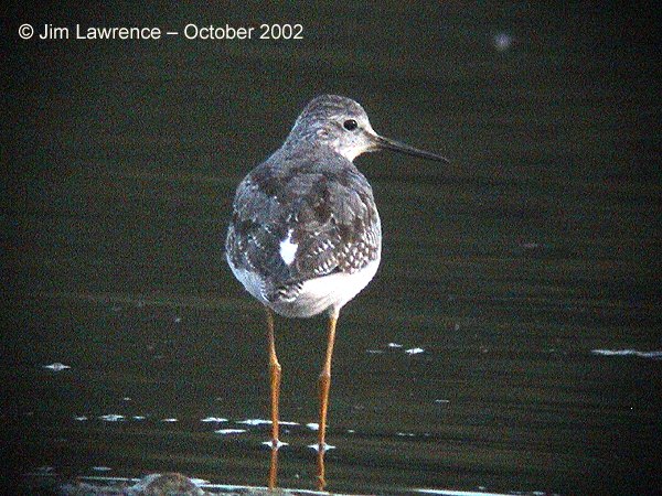 Lesser Yellowlegs
