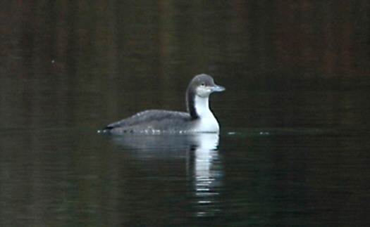 Pacific Diver