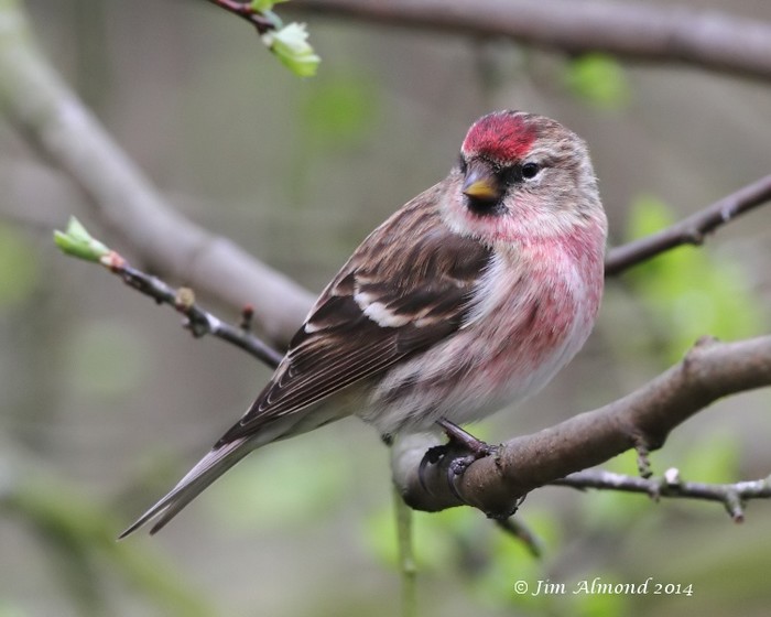 Lesser Redpoll