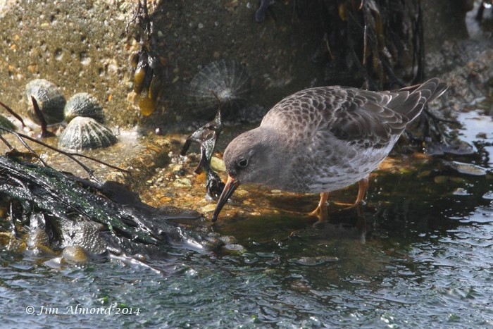 Purple Sandpiper