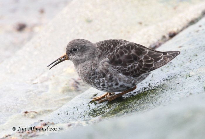Purple Sandpiper