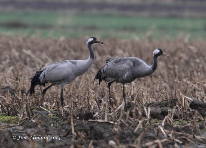 Common Crane