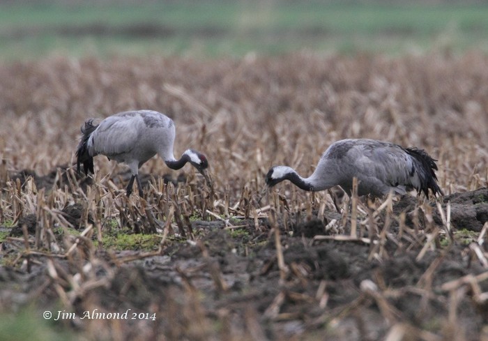 Common Crane