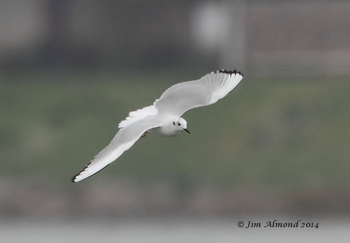 Bonaparte's Gull