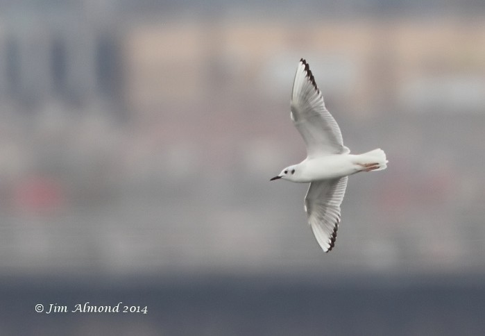 Bonaparte's Gull
