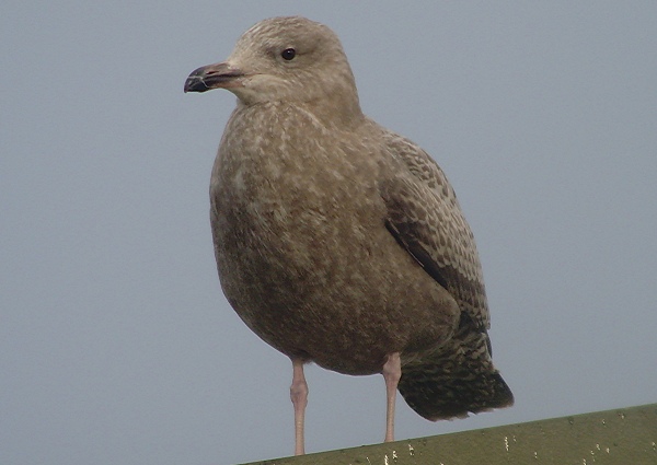 American Herring Gull