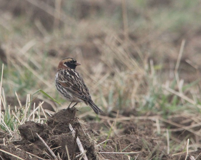 Lapland Bunting