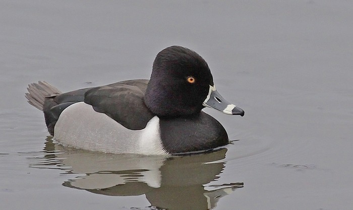 Ring-necked Duck