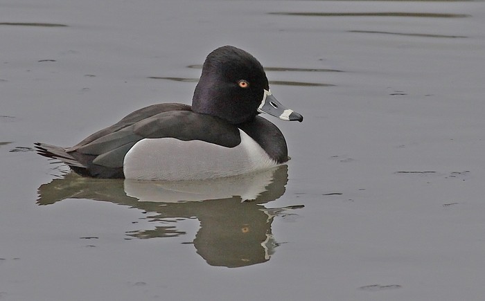 Ring-necked Duck