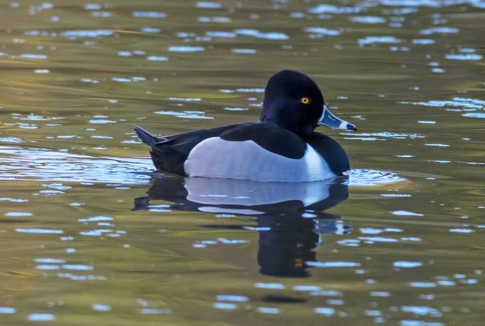 Ring-necked Duck