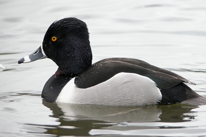 Ring-necked Duck
