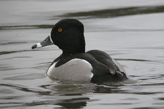 Ring-necked Duck
