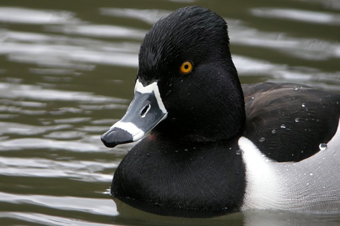 Ring-necked Duck