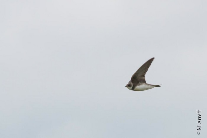 Sand Martin