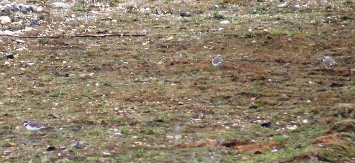 Little Ringed Plover