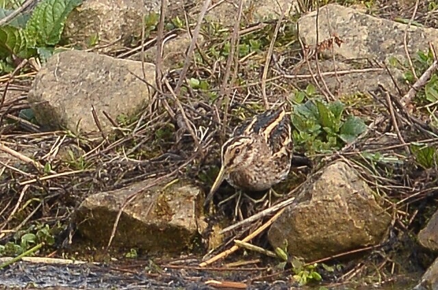 Jack Snipe