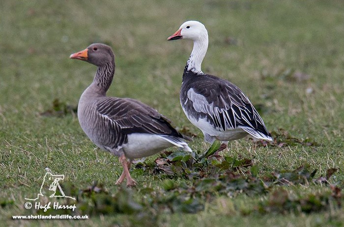 Lesser Snow Goose