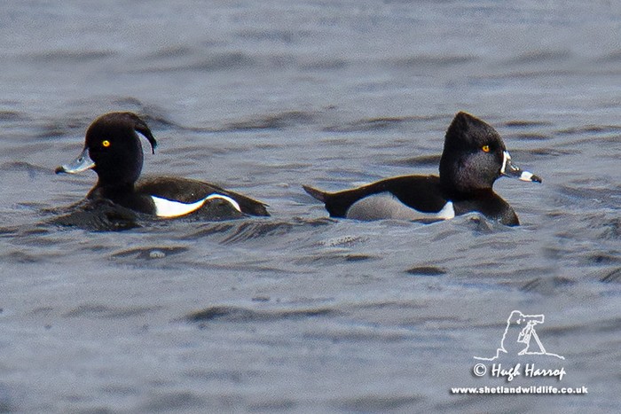 Ring-necked Duck