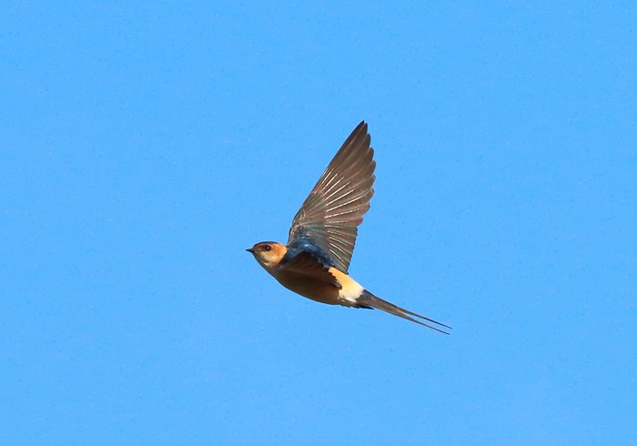 Red-rumped Swallow