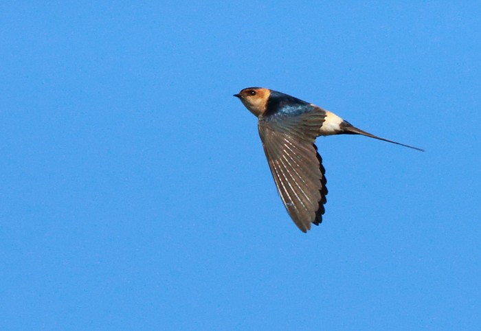 Red-rumped Swallow