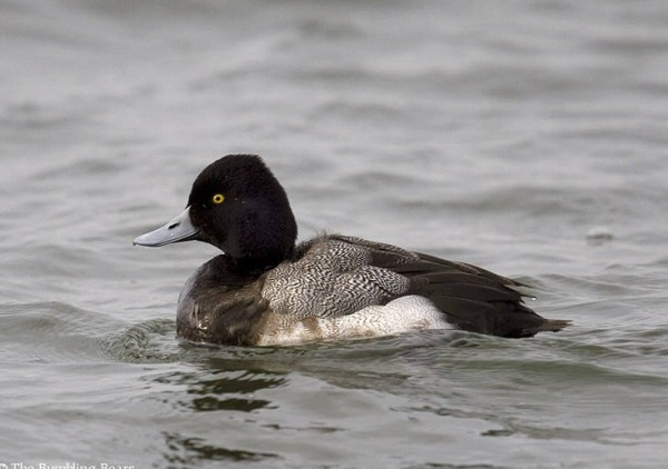 Lesser Scaup
