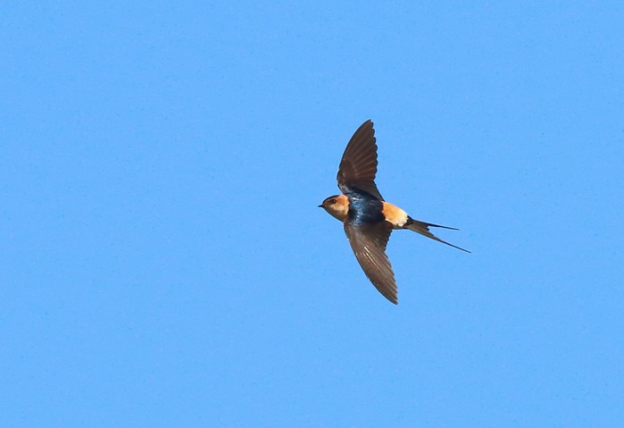 Red-rumped Swallow