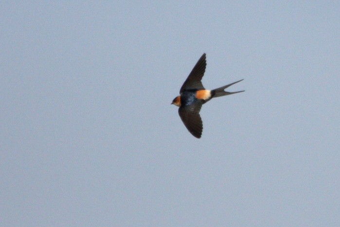 Red-rumped Swallow
