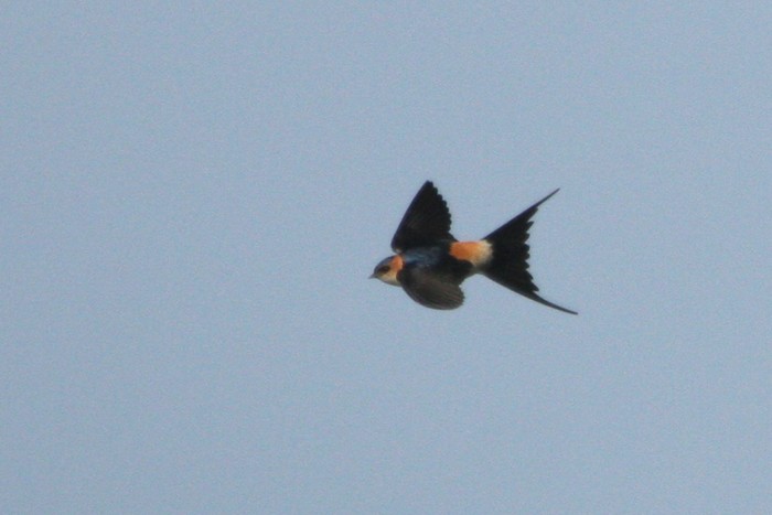Red-rumped Swallow