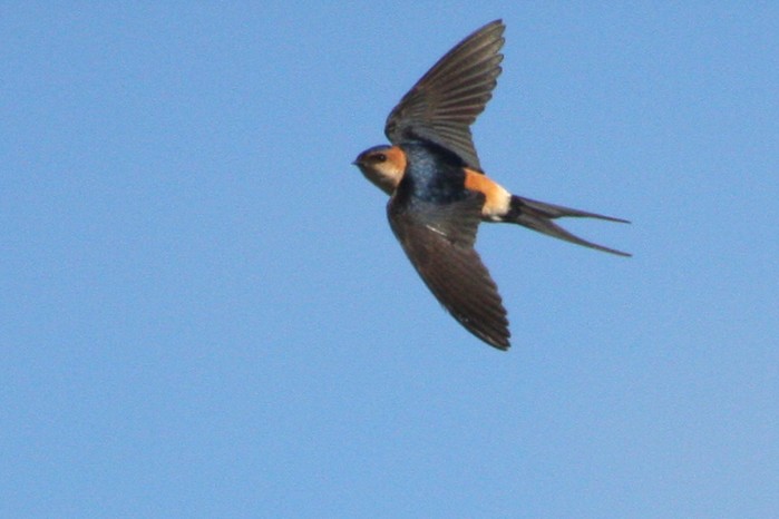 Red-rumped Swallow