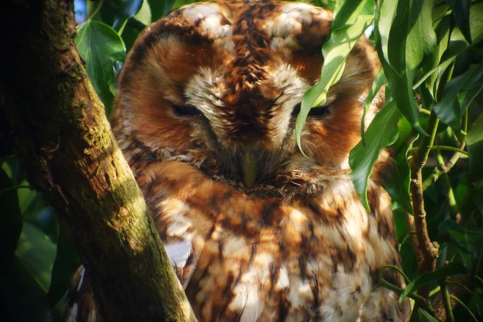 Tawny Owl