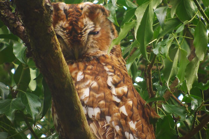 Tawny Owl