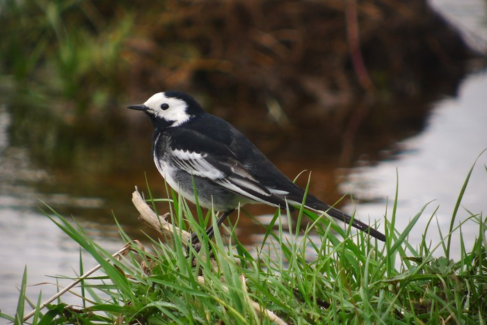 Pied Wagtail