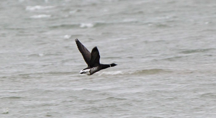 Black Brant