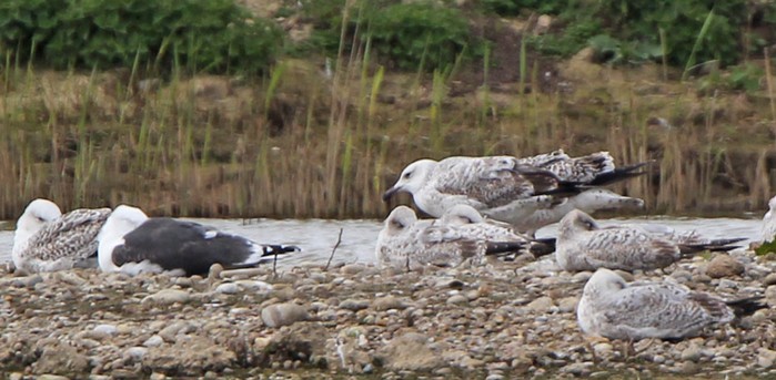 Caspian Gull