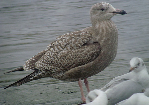 American Herring Gull