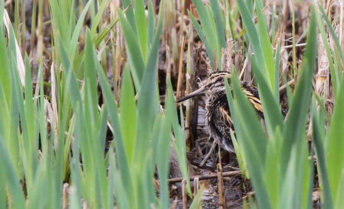 Jack Snipe