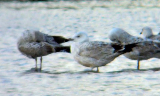 Caspian Gull