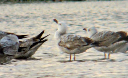 Caspian Gull