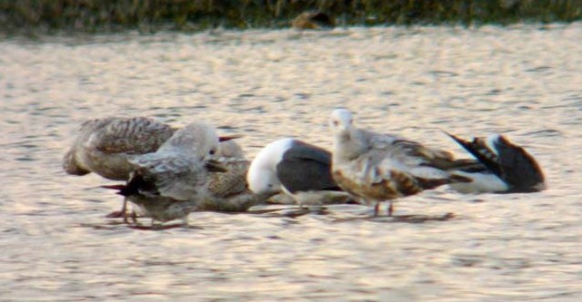 Caspian Gull