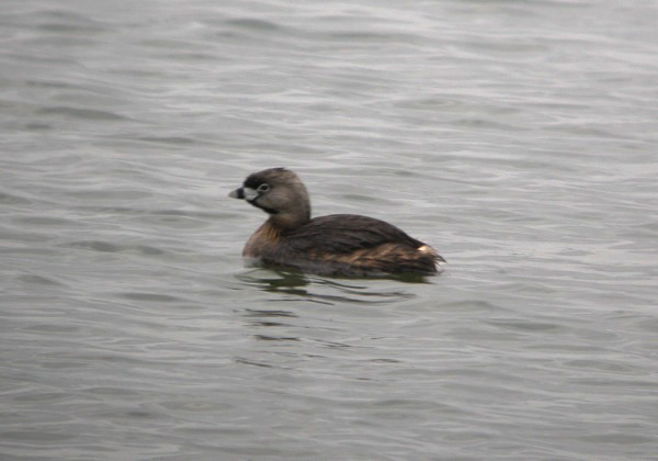 Pied-billed Grebe