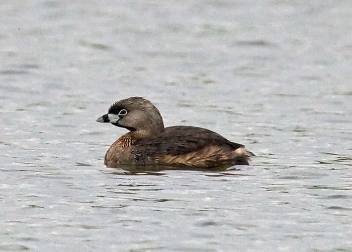 Pied-billed Grebe
