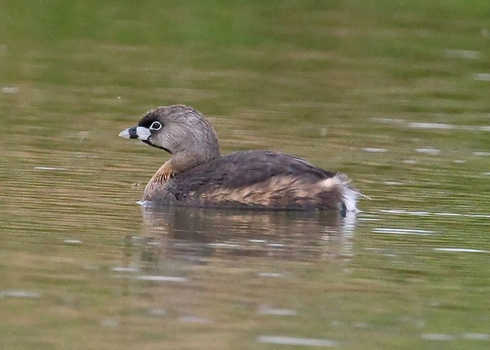 Pied-billed Grebe