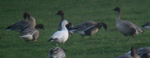 Ross's Goose