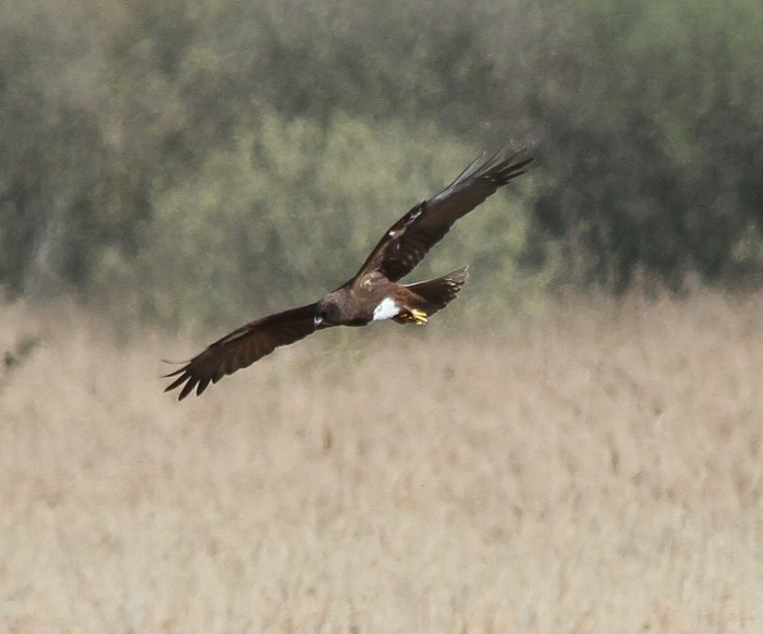 Marsh Harrier