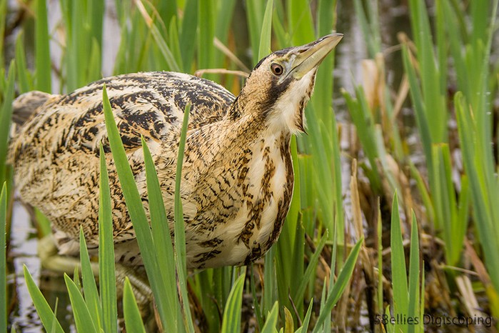Bittern
