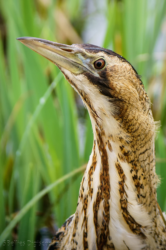 Bittern